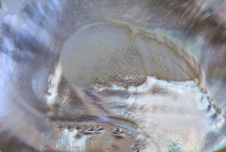 珍珠背景珍珠贝壳的抽象图案图片