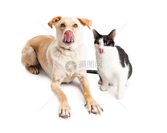 长得又大可爱的黄拉布多人重新寻找混合种狗躺在白底黑白猫旁边被隔离图片