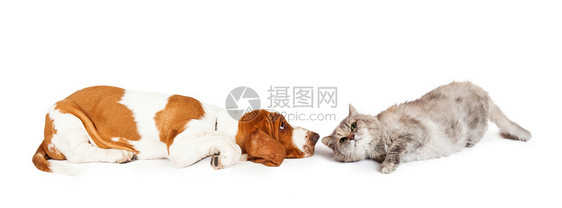 BassetHounddog和一只灰色猫在白色背景中彼图片