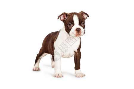 狗趴着侧面jpg格式-狗趴着侧面jpg图片-狗趴着侧面jpg下载-摄图网