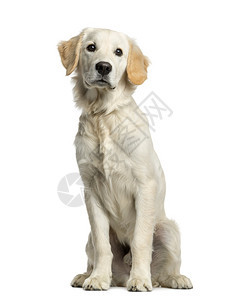 坐在白色背景前的金毛猎犬背景图片
