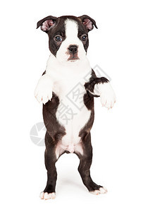 可爱的七个星期的波士顿特瑞尔狗站在后腿上图片