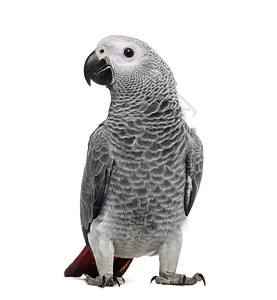 非洲灰色鹦鹉3个月图片