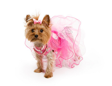 一只小茶杯约克郡泰瑞狗穿着粉红衣图片