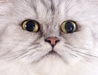 白色背景前的波斯猫头图片