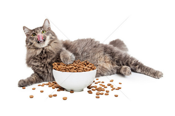 一只大长头发灰色的猫躺下用爪子舔嘴唇在一碗图片