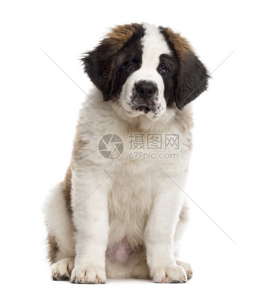 圣伯纳德小狗坐着看摄像头在白色3个月图片