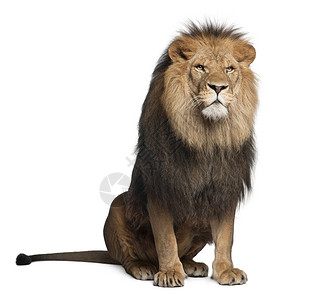狮子豹列奥8岁坐在白图片