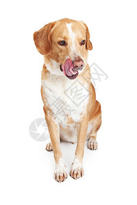 一只大狗耐心地坐着一边用舌头舔白背图片