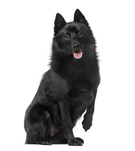 Schipperke坐着喘气2岁图片