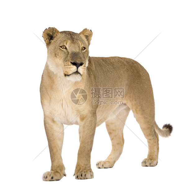 狮子座8年白色背景图片