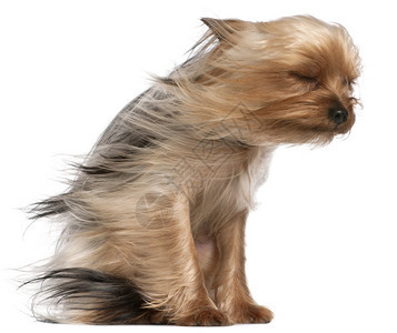 YorkshireTerrier头发在风中图片