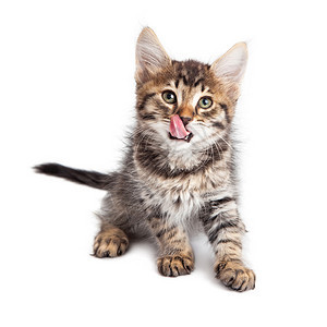 可爱的年轻虎斑小猫舌头伸出白色背景图片