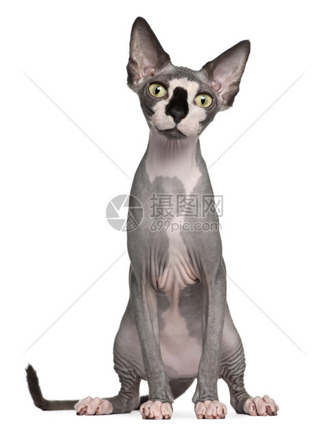 8个月大的Sphynx猫坐在图片