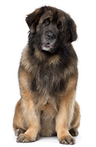 Leonberger5岁坐在白图片