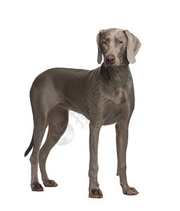 Weimaraner9个月在图片