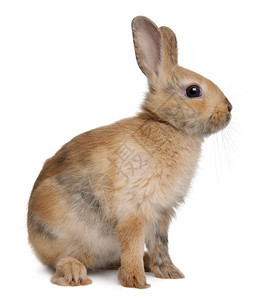 白背景面前的欧洲兔子奥里奇托拉古图片