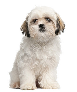 6个月大的ShihTzu小狗坐在白图片