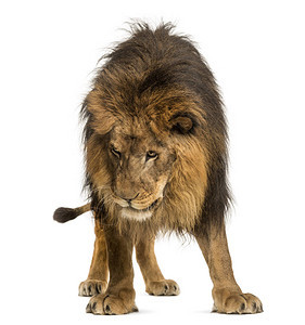 狮子站立往下看豹里欧10岁图片
