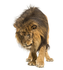 狮子站立往下看豹里欧10岁图片