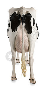 5岁的Holstein奶牛在白色图片