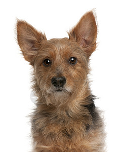 澳大利亚Terrier狗9岁在背景图片