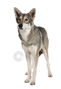 Saarlooswolf狗3岁站在图片