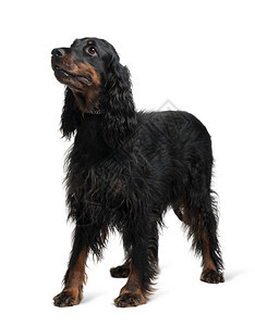 GordonSetter7岁站在背景图片