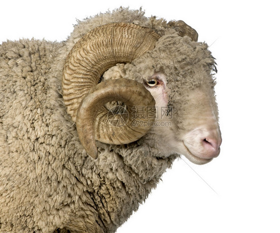 Merino羊图片