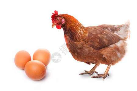 活鸡鸟红发看着三个孤立在上的鸡蛋图片