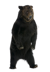 西伯利亚棕熊12岁站在白背背景图片