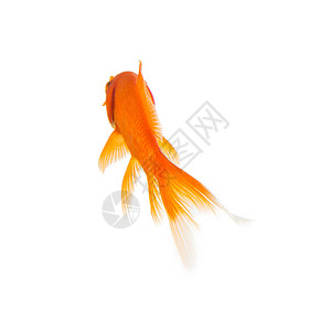金鱼从后面的白色带5D标图片