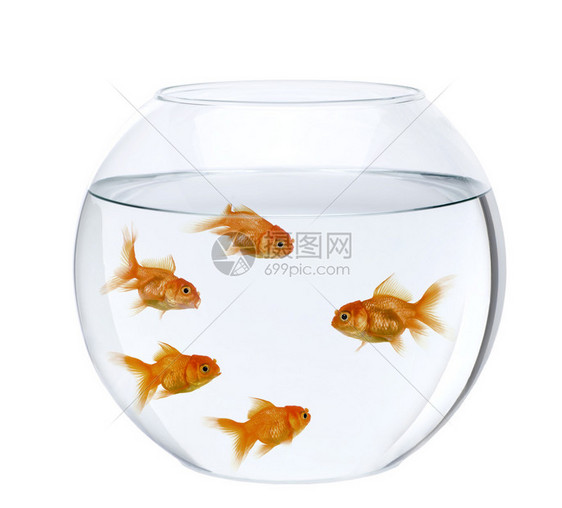 鱼碗里有五条金鱼在图片