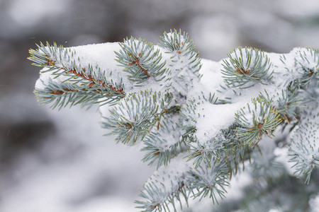 松枝与林中飘落的雪图片