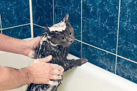在浴室里给一只灰猫洗澡图片