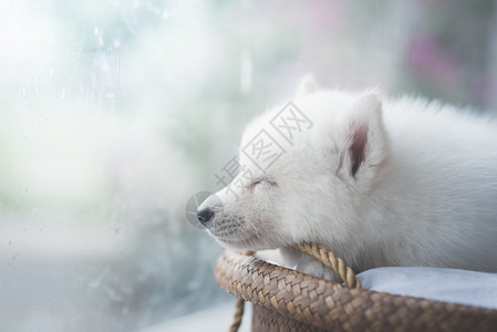 可爱的白人小狗睡在韦德床上图片