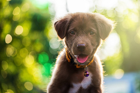 棕色可爱的拉布多猎犬小狗肖像图片
