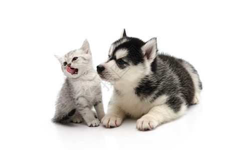 可爱的小猫和小狗看着孤立的白色背景图片