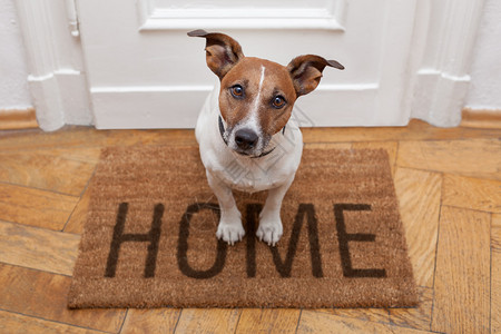 狗在棕色垫子上欢迎回家图片