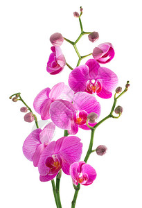 上的粉红色花朵兰花图片