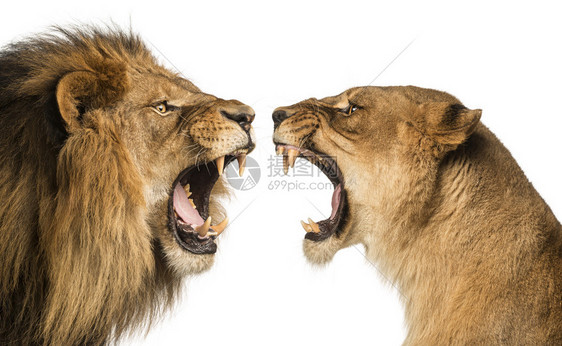 一只狮子和狮子的紧图片