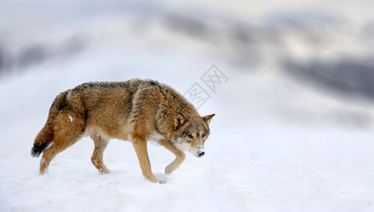 灰狼CanisLupus在白雪山上野狗图片