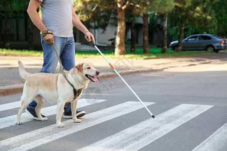带导盲犬过马路的盲人成年男子背景图片