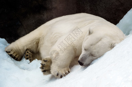 俄罗斯莫科动物园雪上漂浮图片