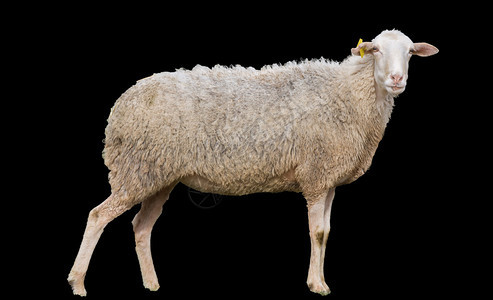 地上绵羊的侧面视角望着在黑色上隔离的相机背景图片