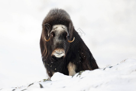 挪威冬季山区的麝牛图片
