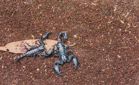 黑蝎子在潮湿的地面上的图像图片