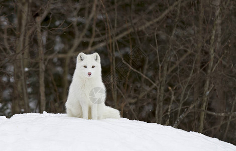 北极狐VulpesLaxopus在加拿大冬季在雪图片