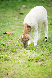 小绵羊在农场吃草图片