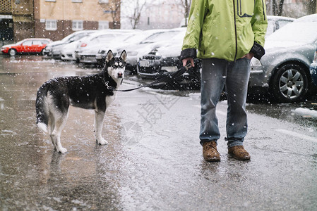 冬天在街上和狗西伯利图片